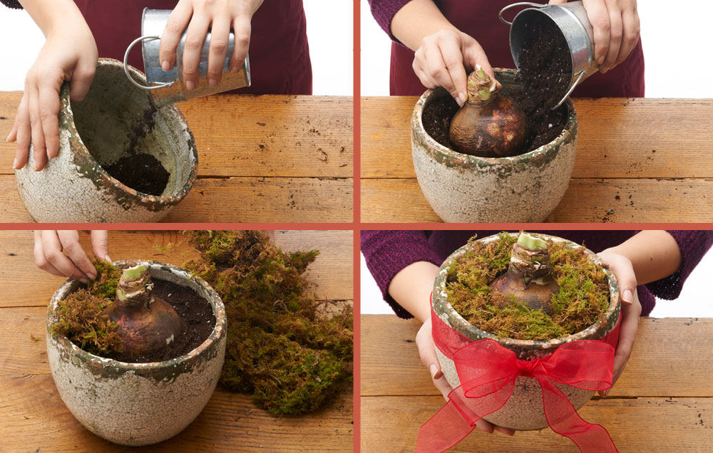 Процесс пересадки