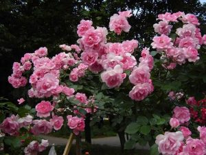 Полиантовые розы: описание 11 сортов, особенности выращивания из семян в домашних условиях | (75+ Фото & Видео) +Отзывы