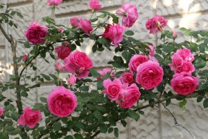 Плетистые розы: описание 20 лучших сортов, посадка и уход, размножение, обрезка | (75 Фото & Видео) +Отзывы