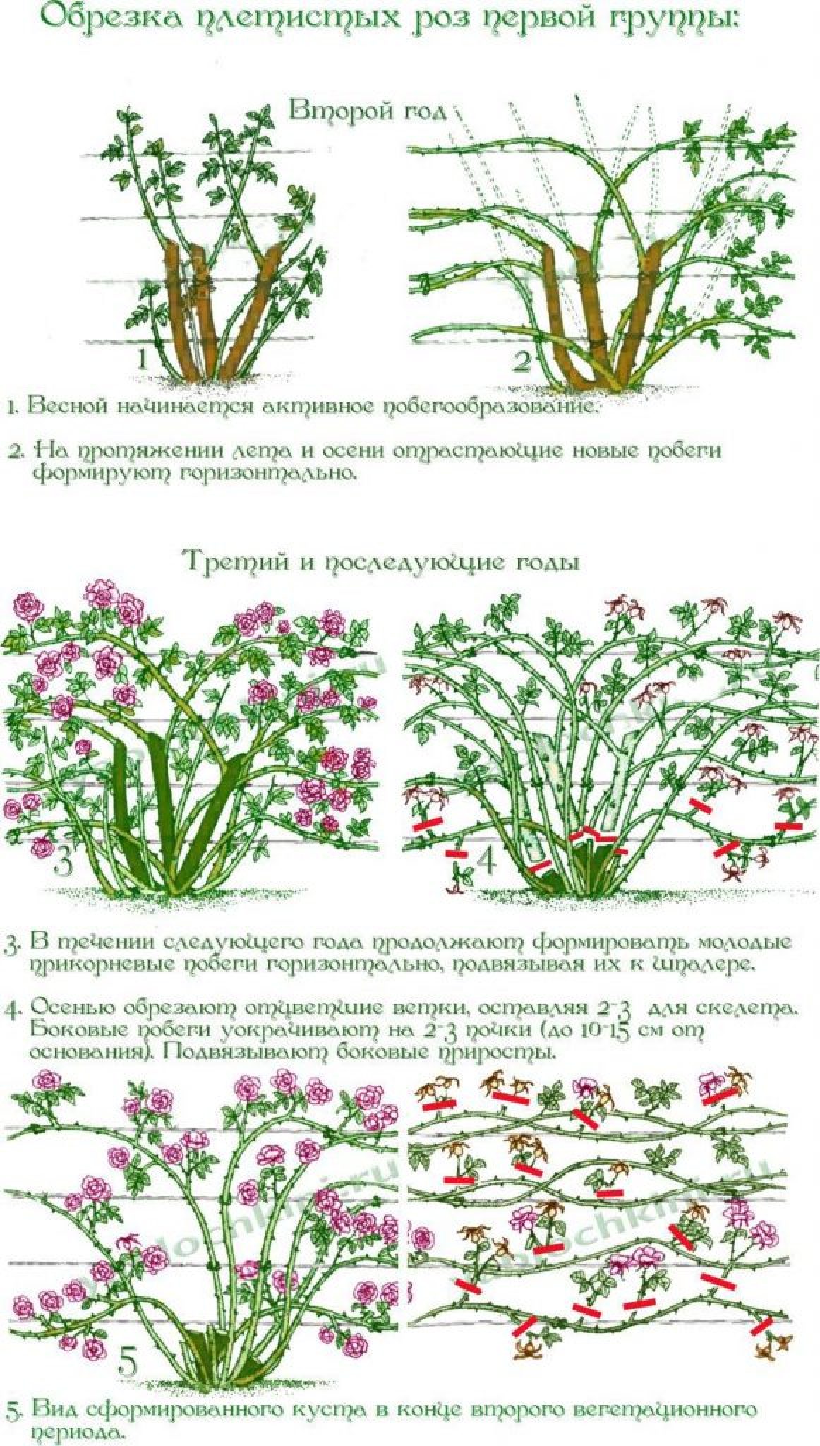 Ред скарлет схема посадки