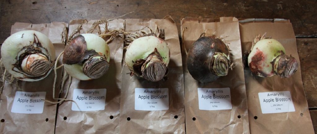 Амариллис луковицы