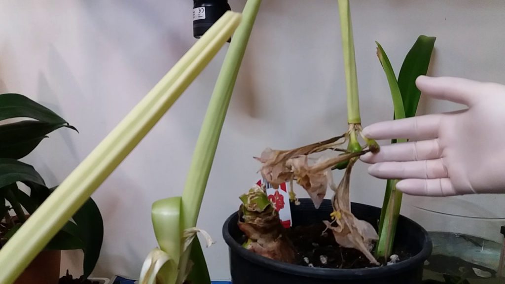 Амариллис после цветения