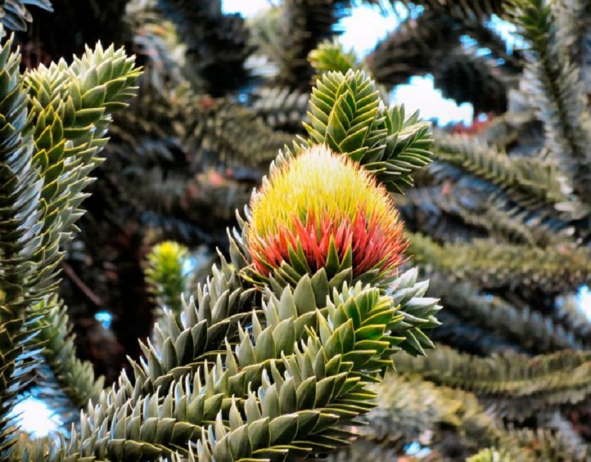 Araucaria araucana