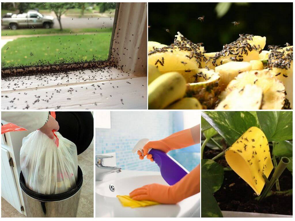 Как избавиться от мошек - способы борьбы