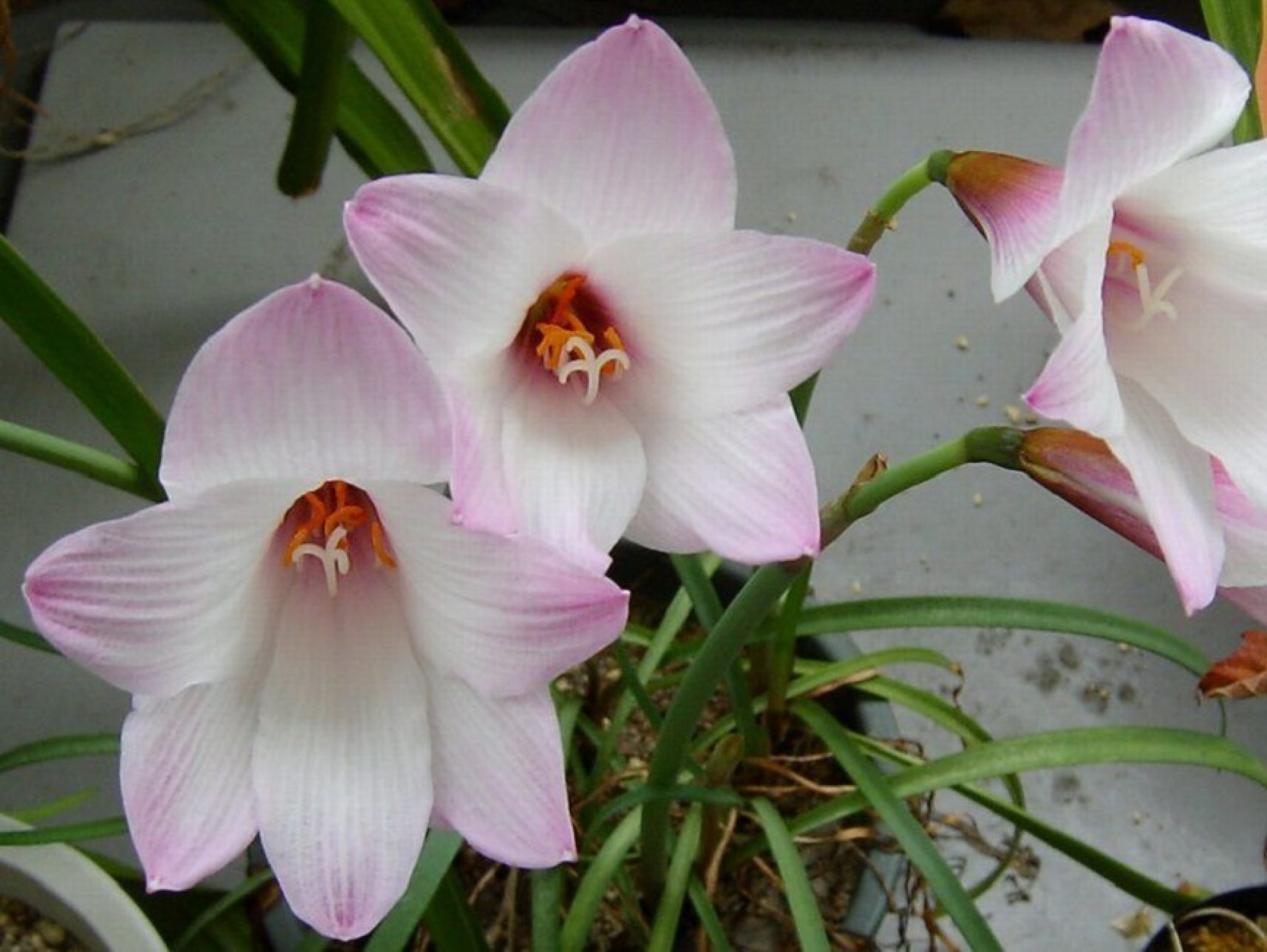 Габрантус цветок