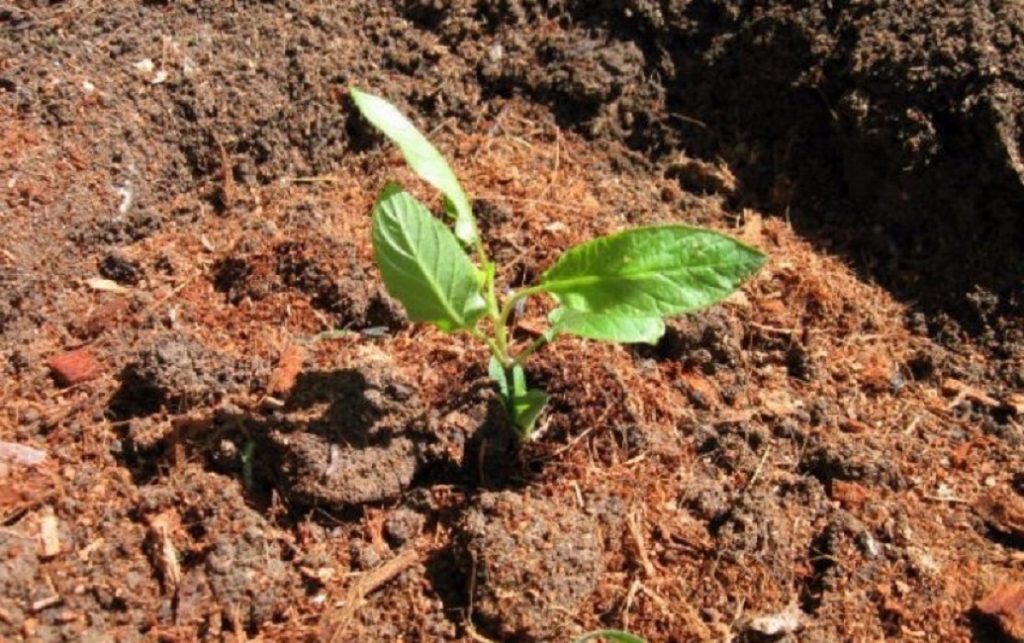 Кокосовый субстрат