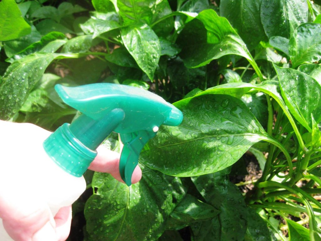 Опрыскивают растение при помощи пульверизатора