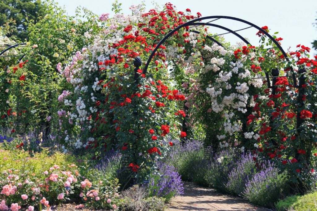 Плетистые розы