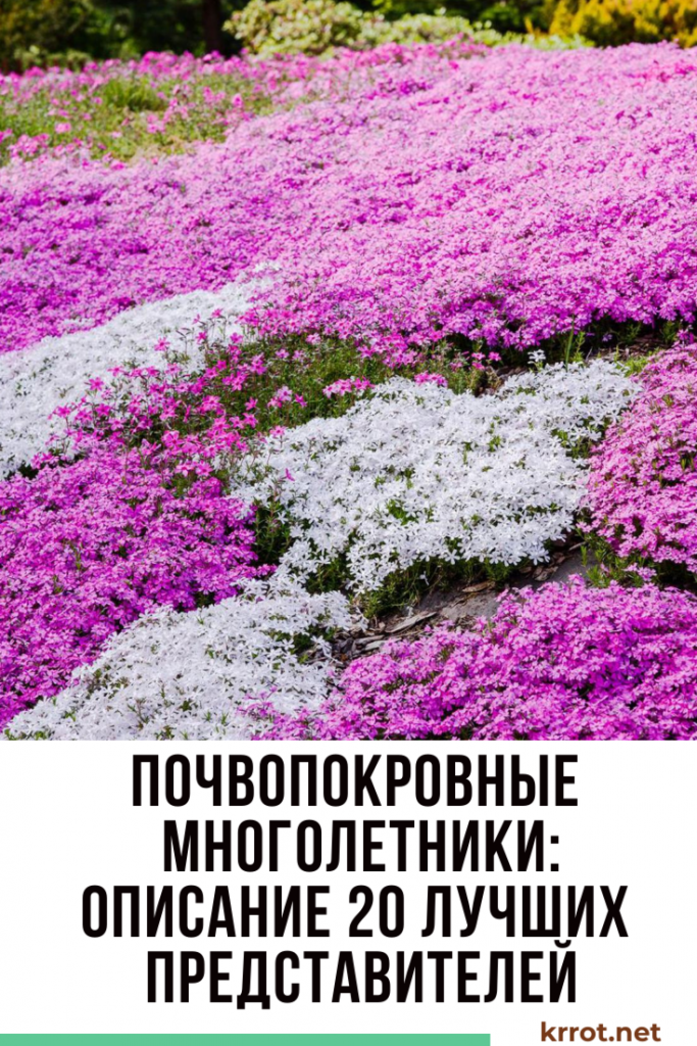 ТОП-20 Лучших Почвопокровных Многолетников для Сада