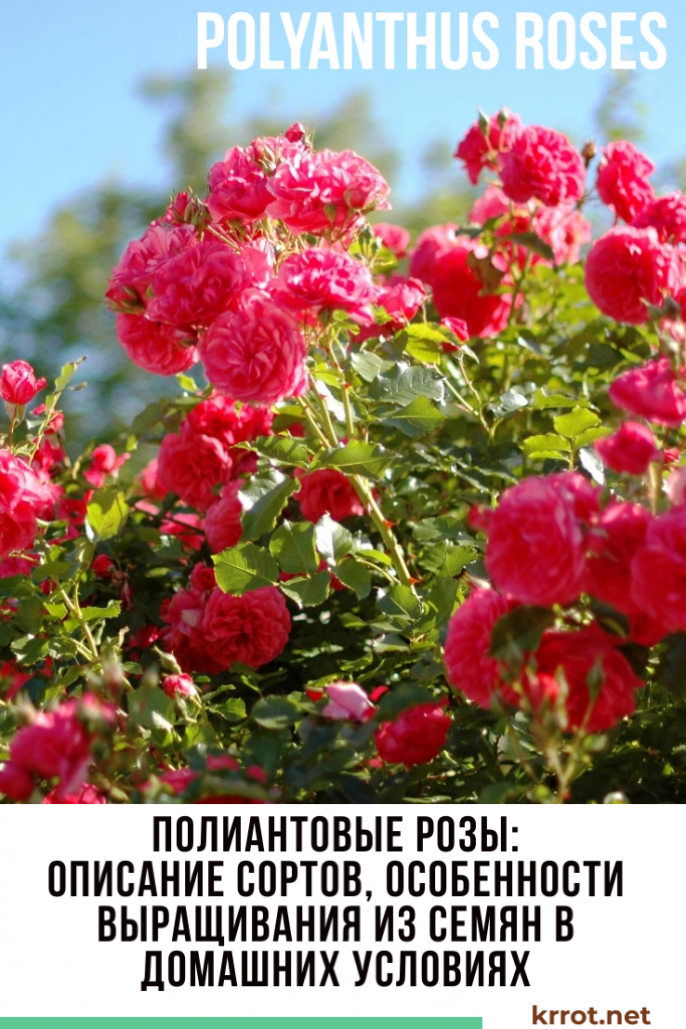 Полиантовые Розы