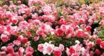 Polyanthus roses