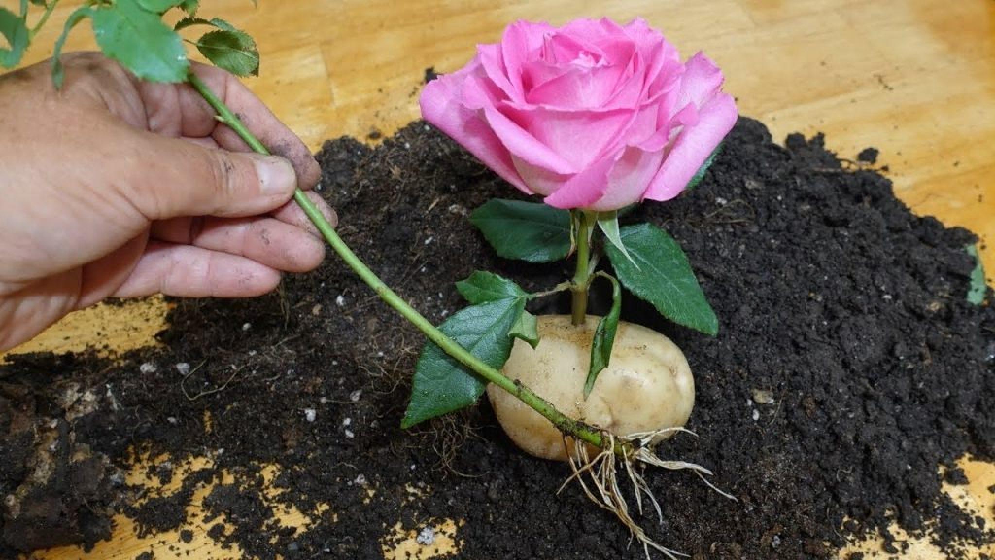 Купленные розы можно посадить. Черенок розы флорибунда. Черенкуем георгины клубневые.