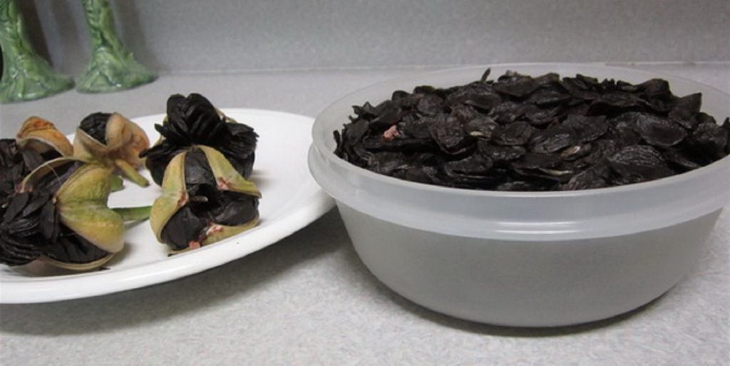 Размножение семенами