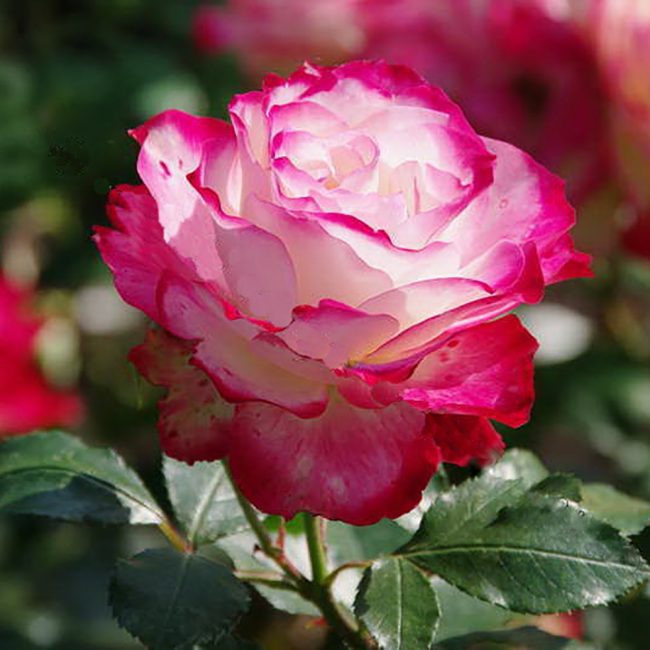Роза полиантовая