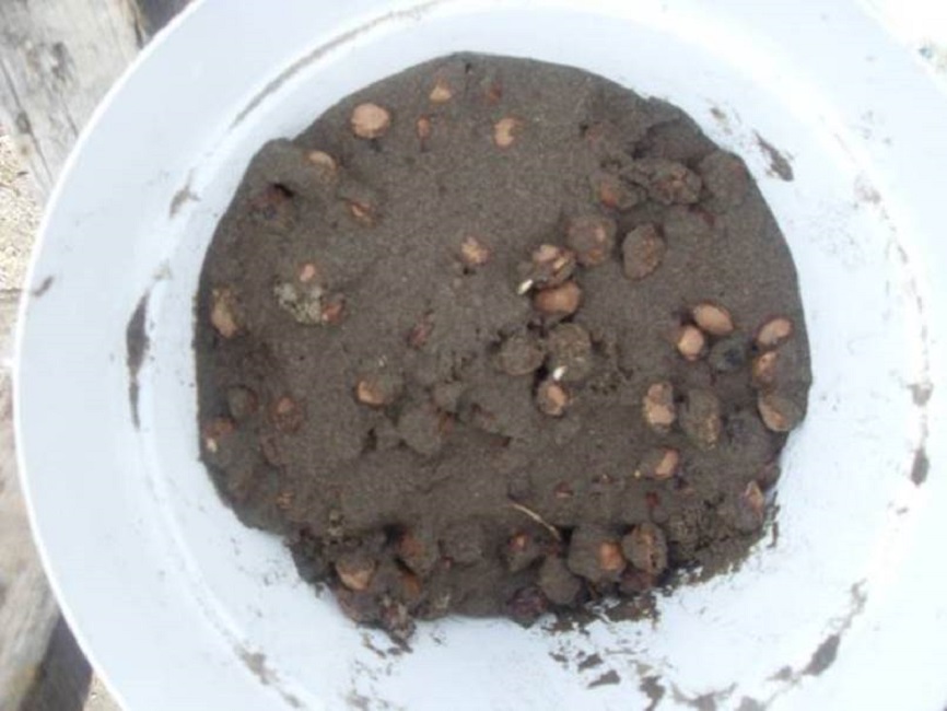 Семена, прошедшие стратификацию