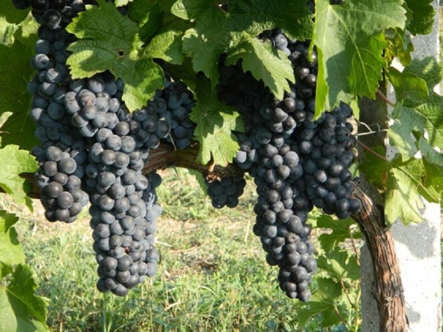 Технический виноград сорта Мерло