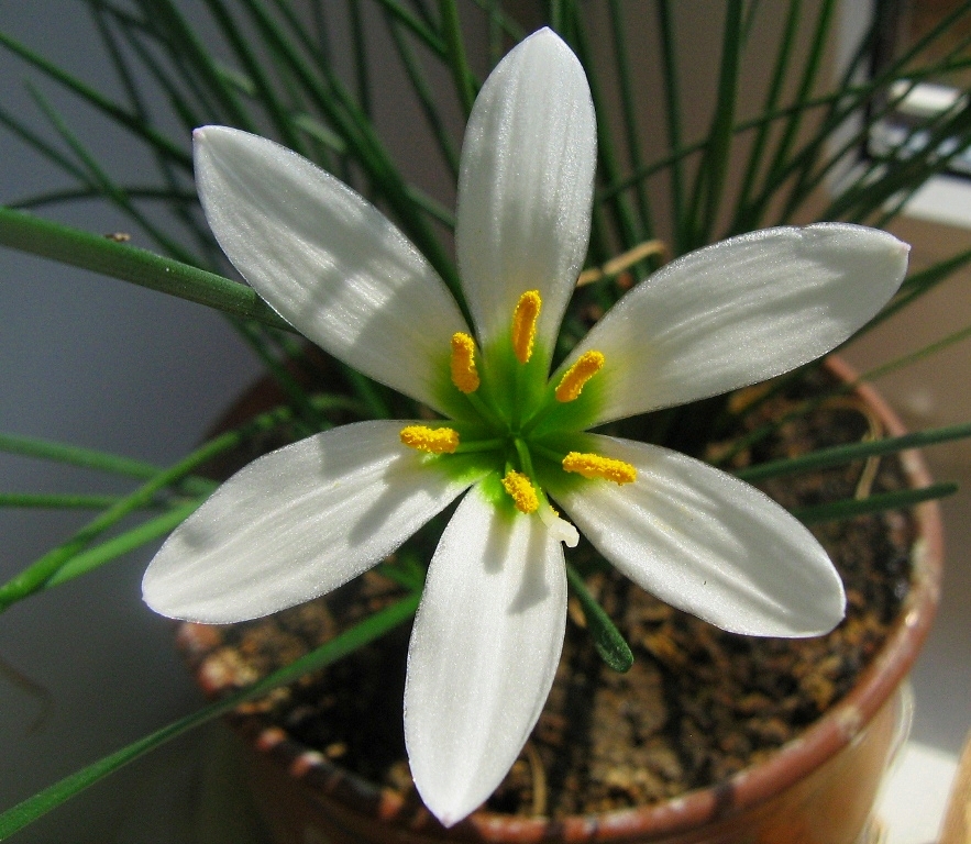 Вид здорового цветка