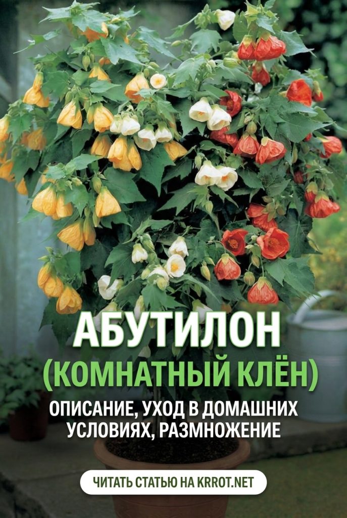 Абутилон (Комнатный клён)