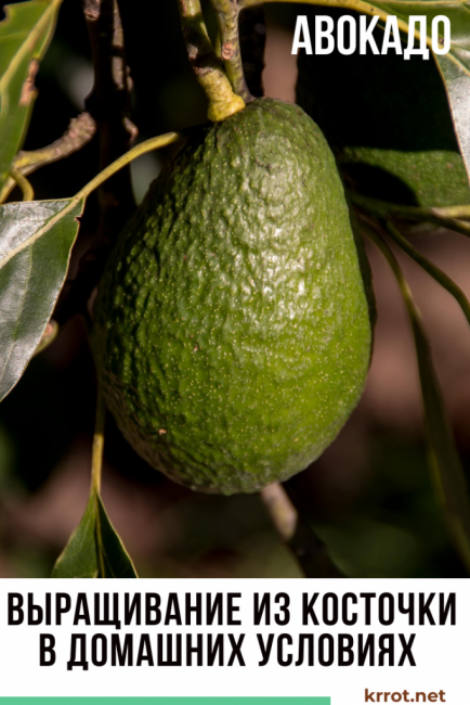 Что нужно делать, чтобы дерево авокадо плодоносило в домашних условиях- Обзор Видео