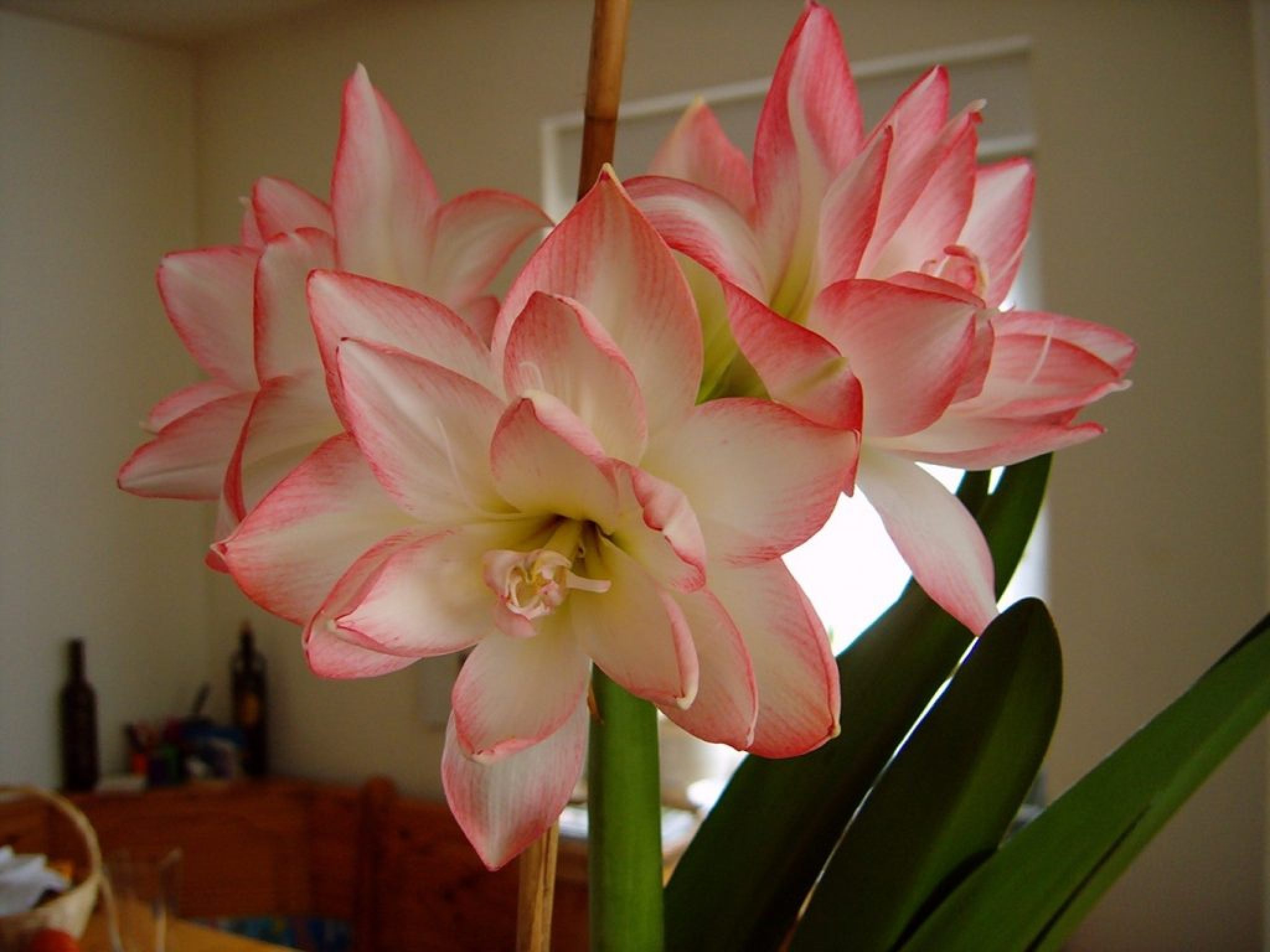 Цветок амариллис как ухаживать в домашних условиях. Амариллис. Амариллис цветок. Амариллис белладонна. Амариллис комнатный.