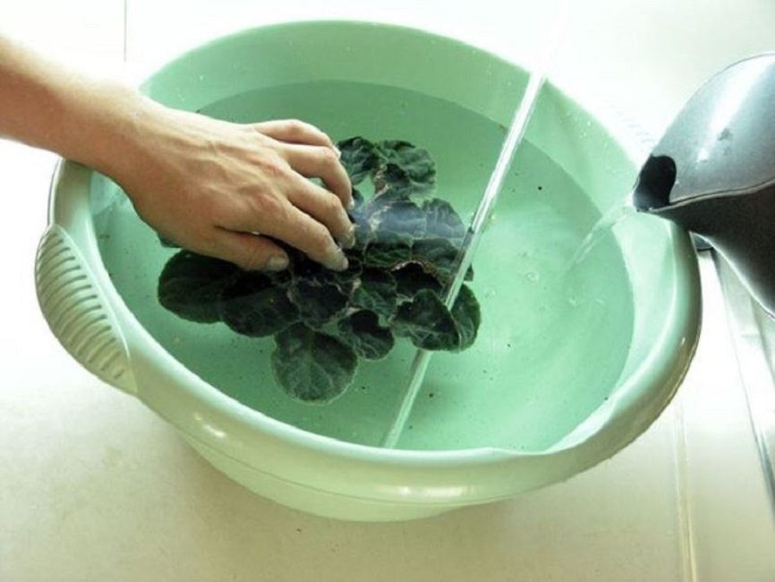 Экстремальное воздействие на фиалку теплой воды – полное погружение растения в тёплую воду