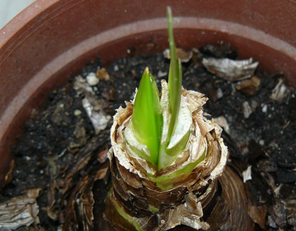 Пробуждение после зимовки