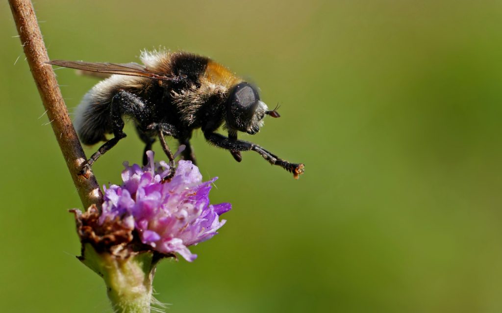 Вредитель нарциссовая муха