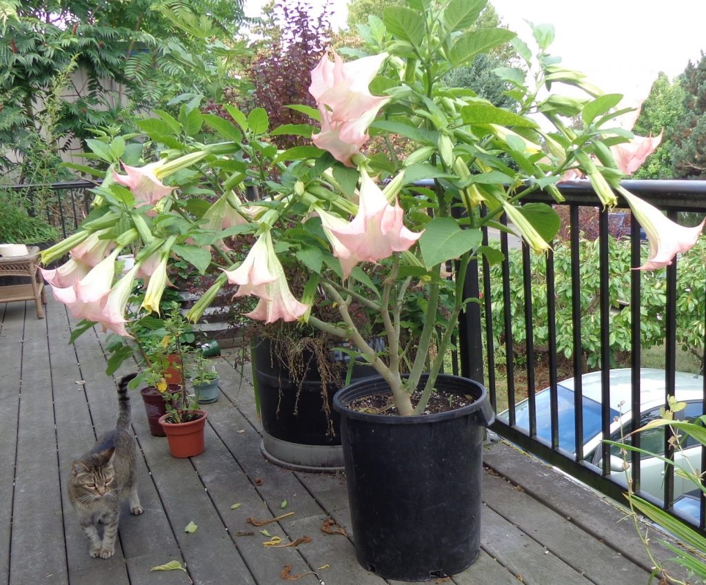 Аккуратно оформленное растение