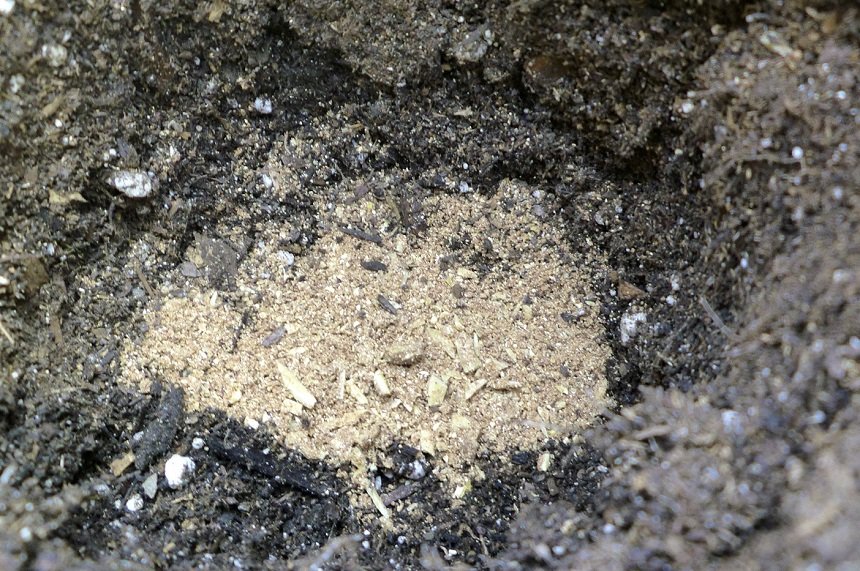 Внесение костной муки в лунки при посадке растений