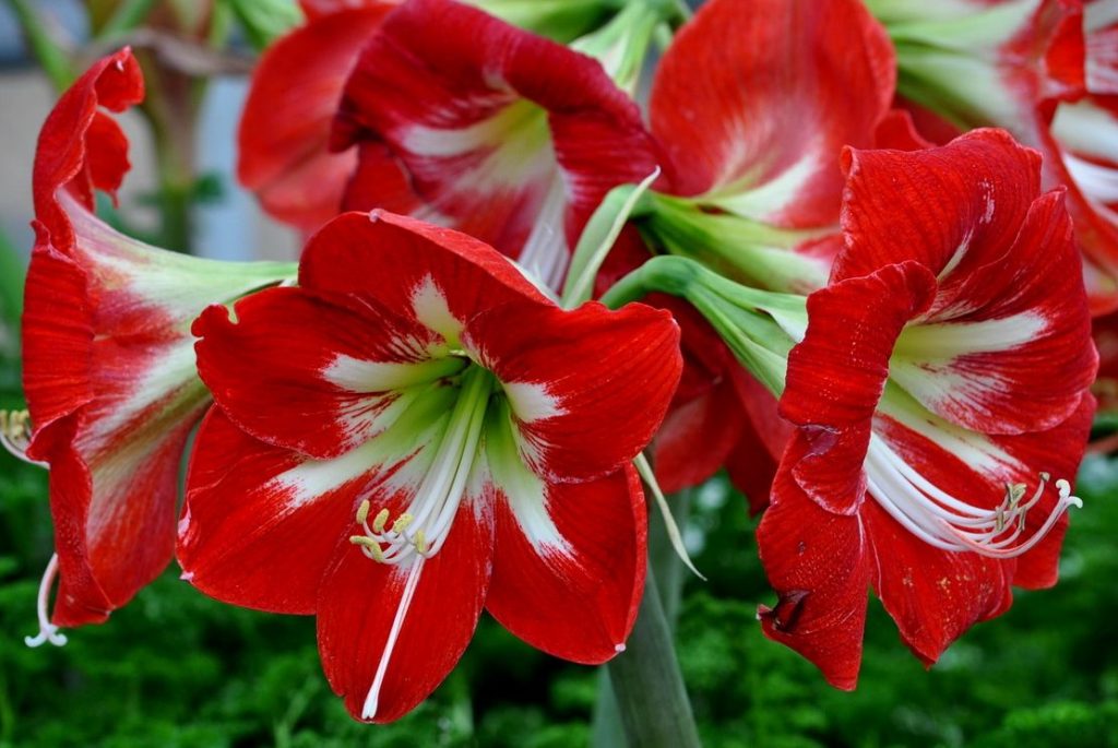 Внешний вид цветков крупным планом