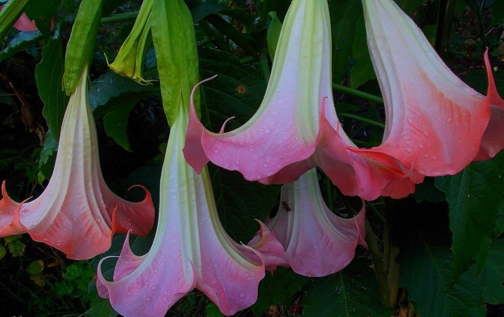 Внешний вид цветков