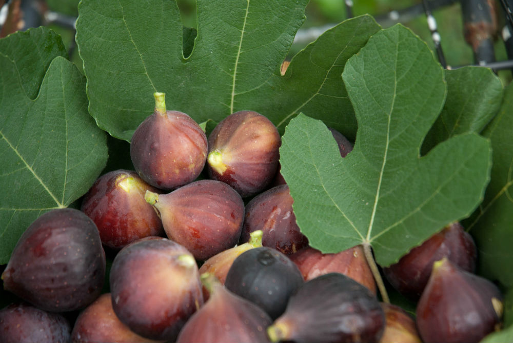 Инжир (фиговое дерево)