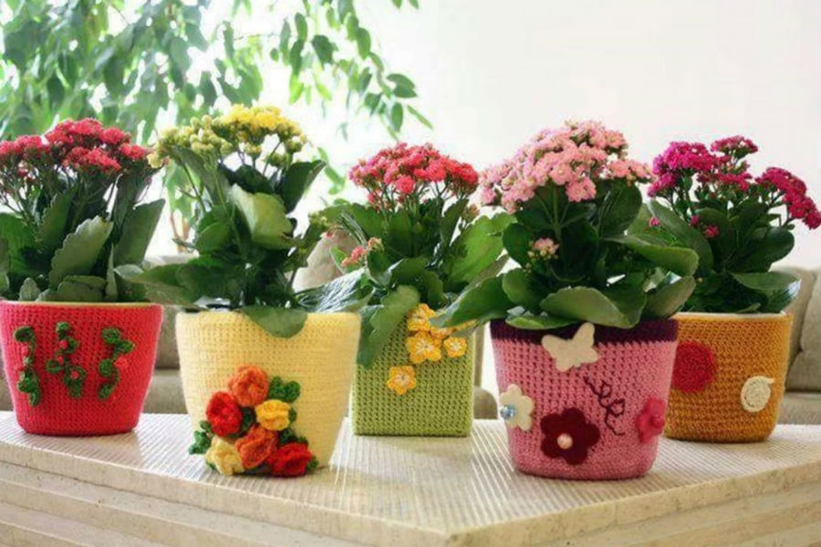 Коллекция из цветов в горшках