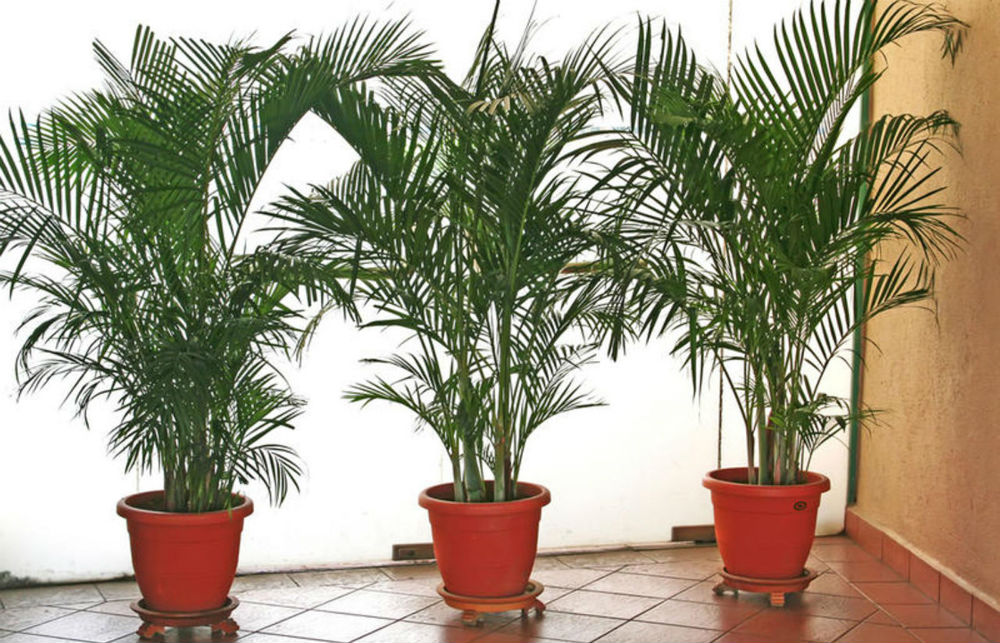 Финиковая пальма