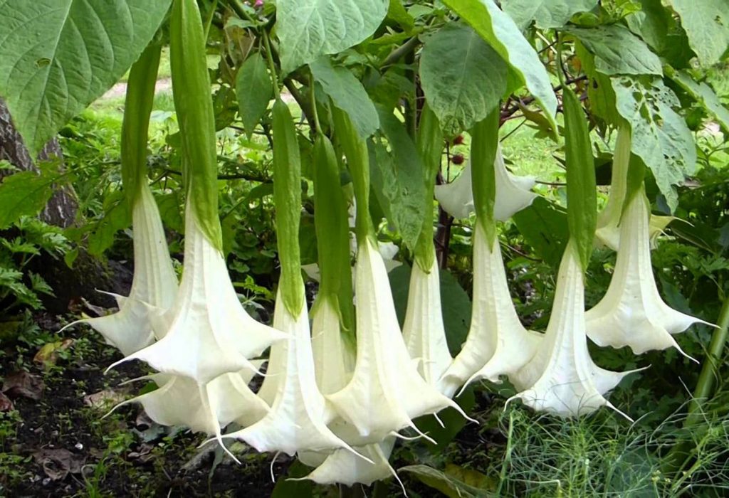 Разновидность Brugmansia candida