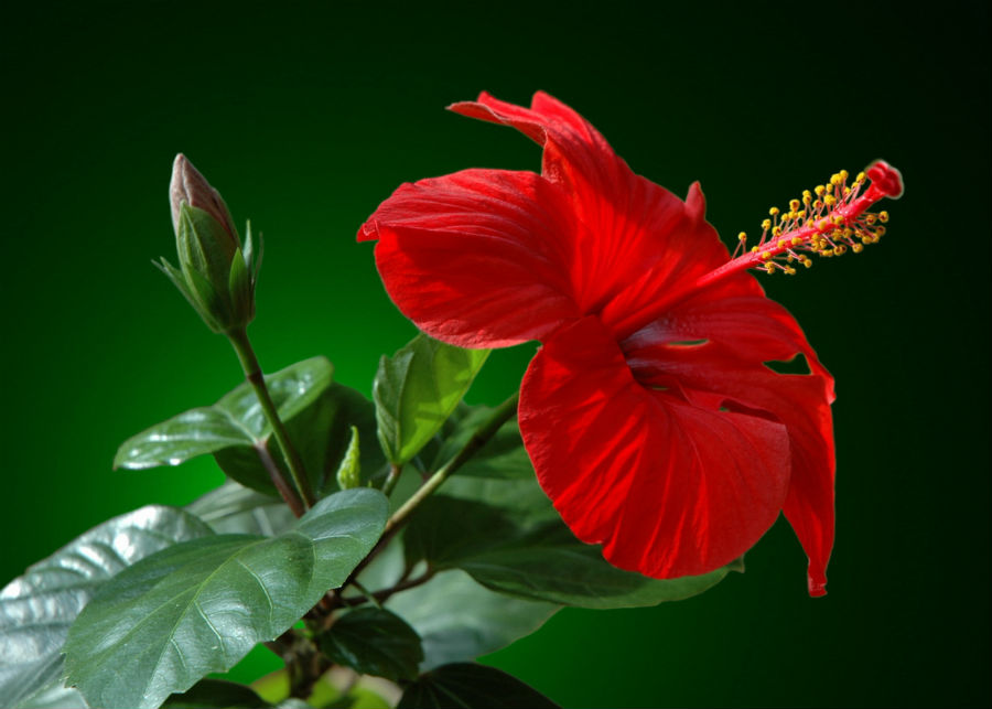 Китайская роза