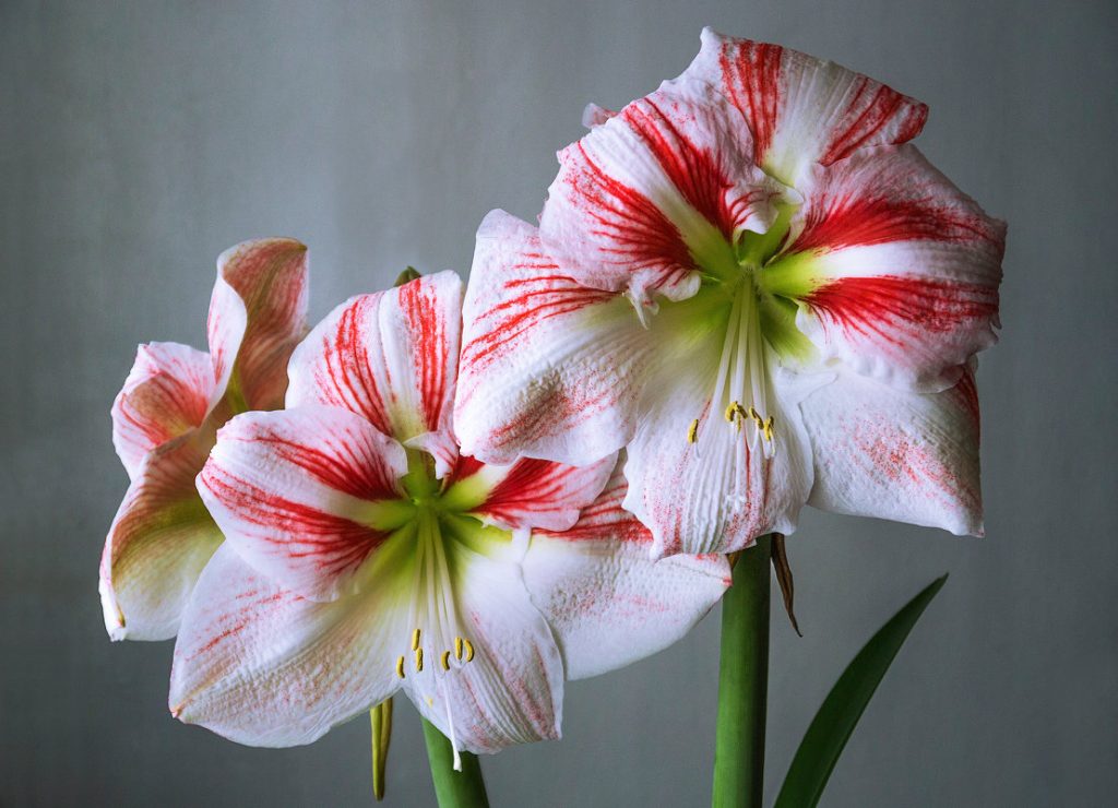 Красивые расцветки, полученные путем селекции