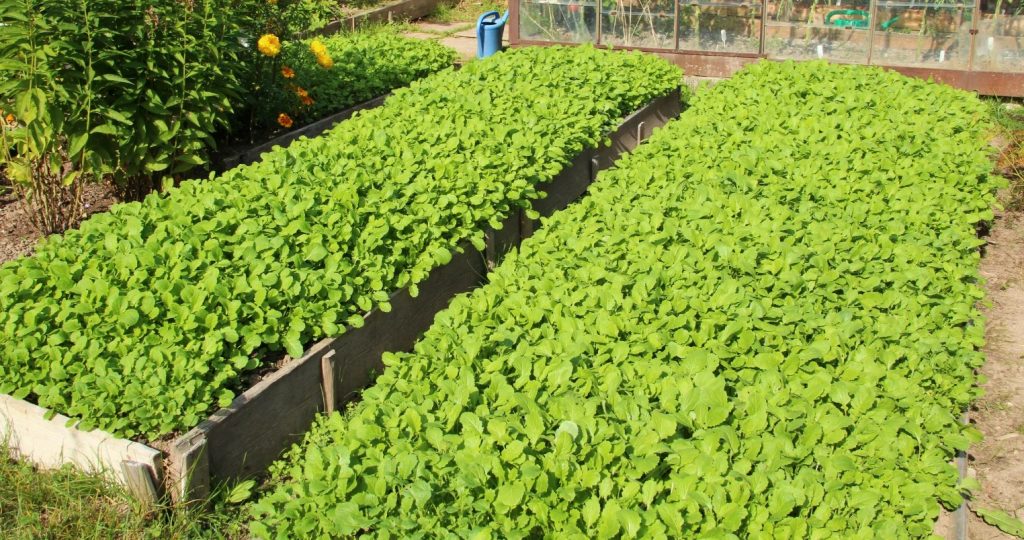 Грядки, засеянные сидератами