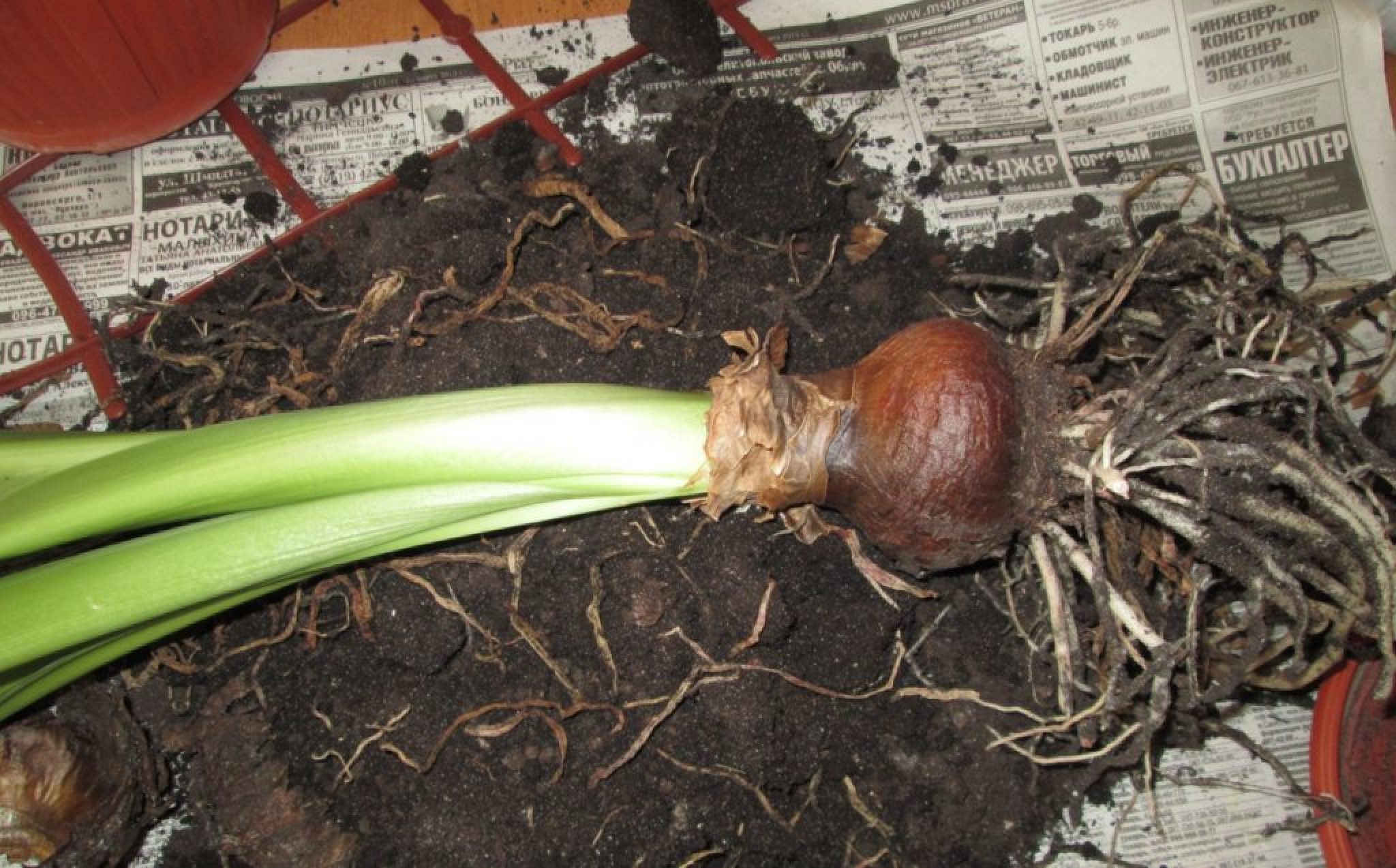 Как Ухаживать за Гиппеаструмом: Правила и Секреты