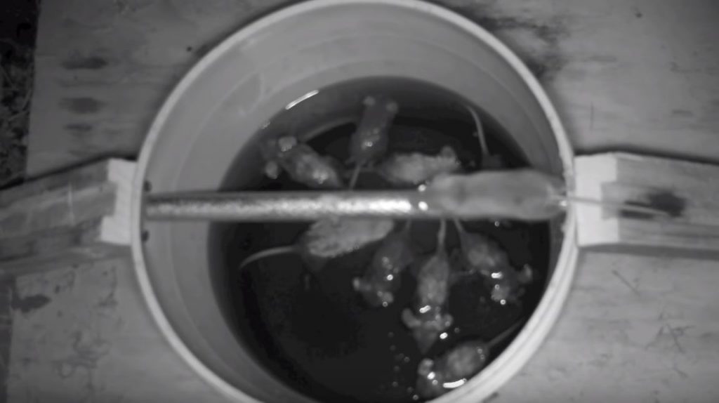 Мышеловка в действии