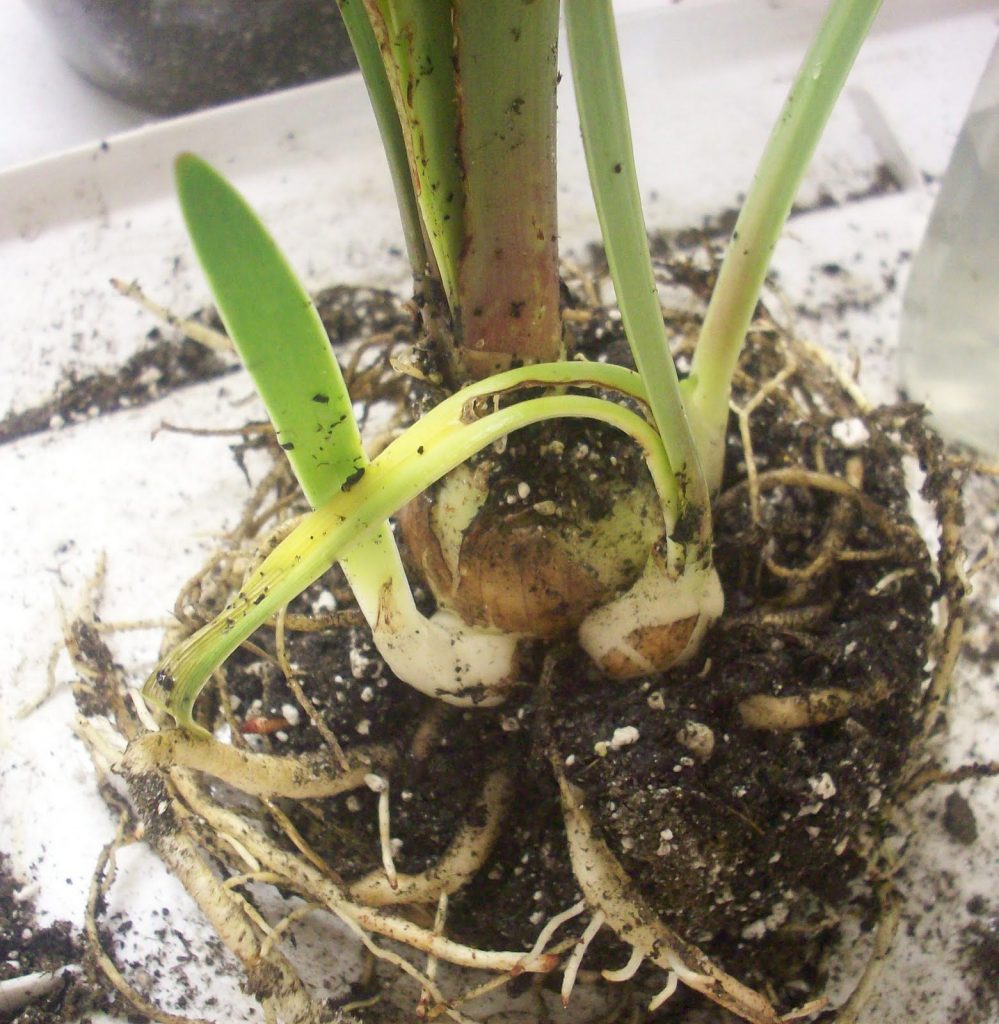 Размножение клубнедетками