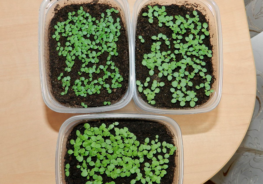 Табак душистый