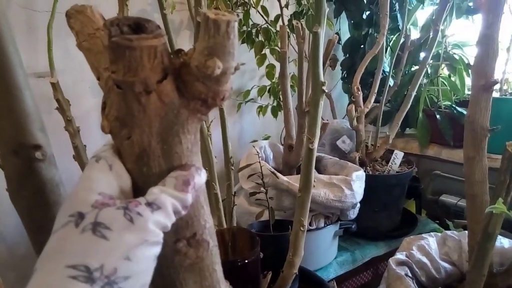 Бругмансия – зимовка