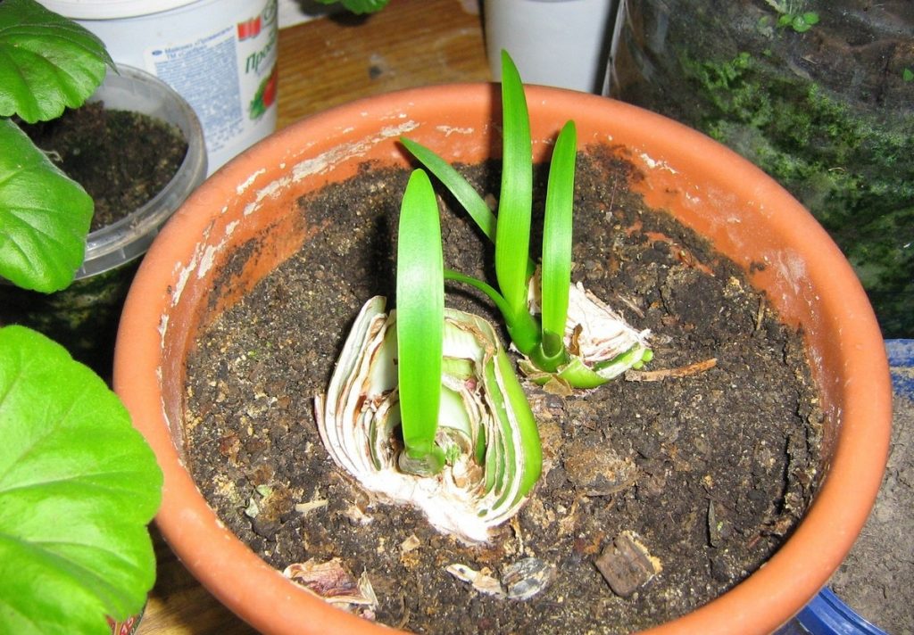 Делением луковиц