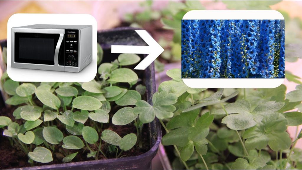 Дельфиниум из семян