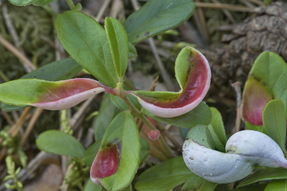 Экзобазидиоз