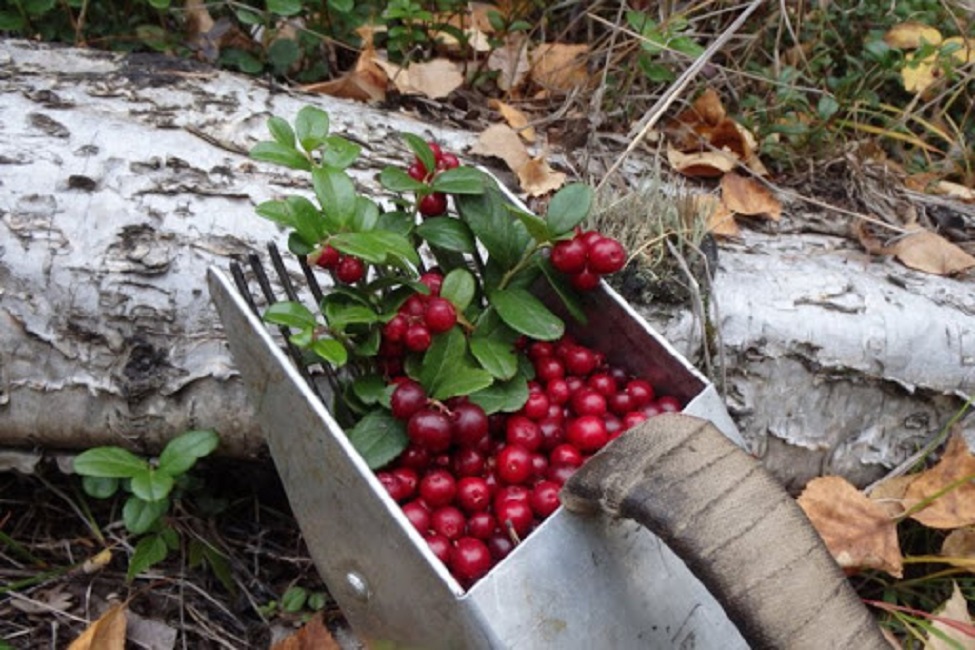 Фото ковша-комбайна для сбора брусники