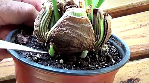 Гиппеаструм, посадка и уход в домашних условиях