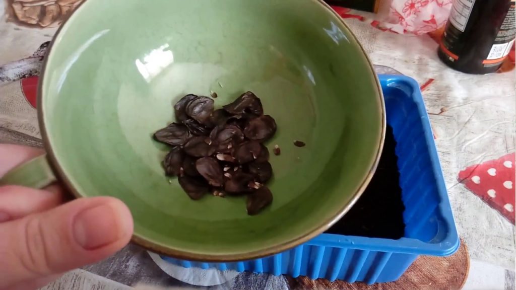 Гиппеаструм - посадка семян