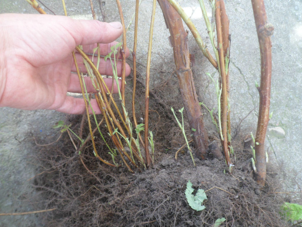 Израстание побегов